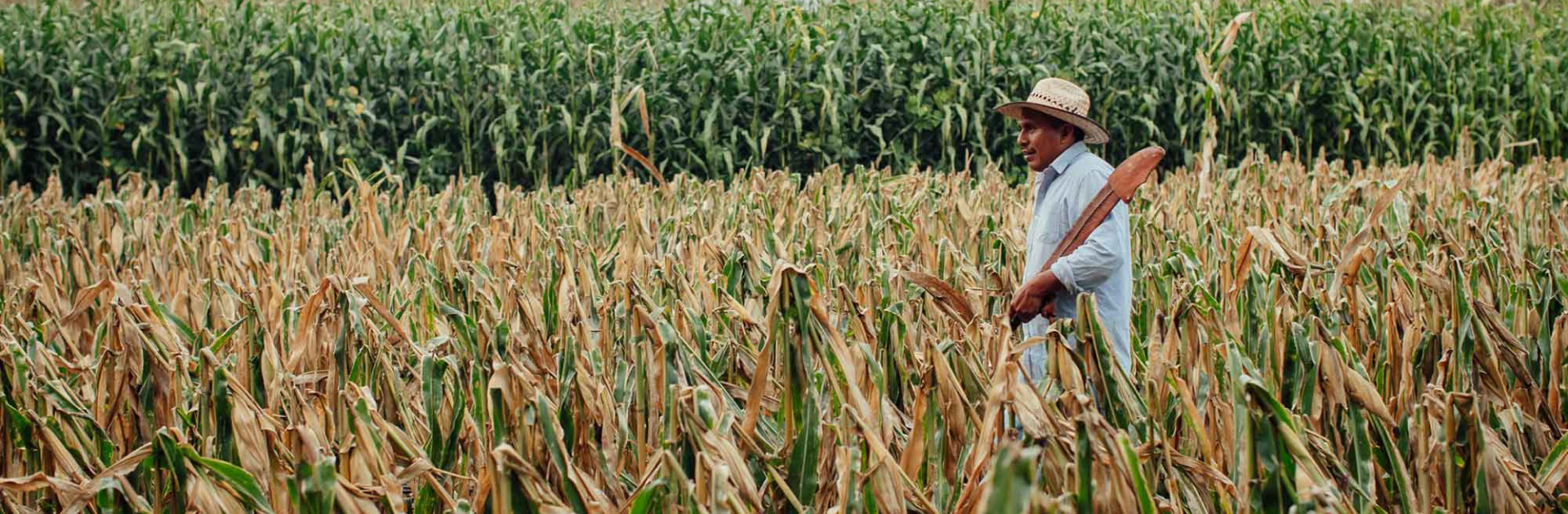 Man walking through a corn field